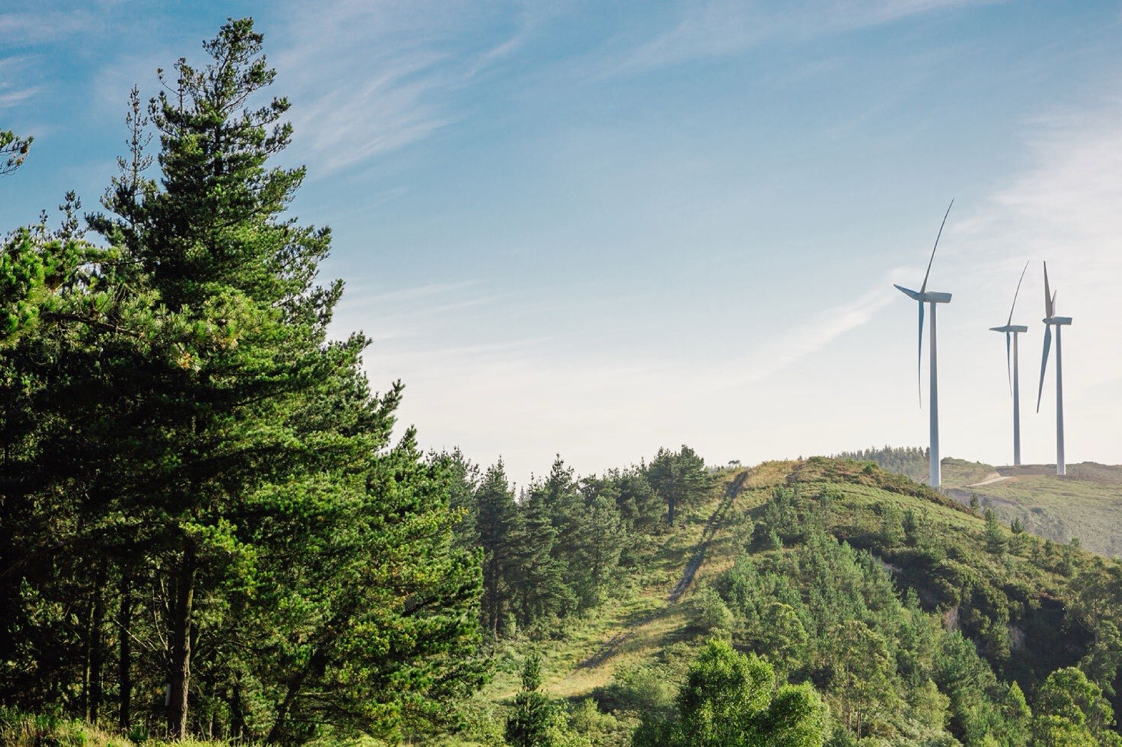Windkraft im Wald