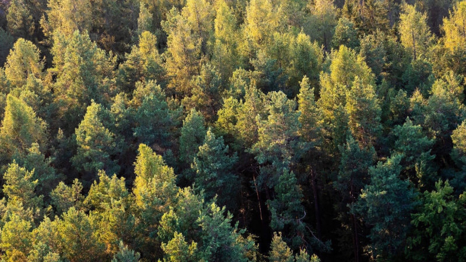 Wald